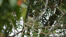 Grey Butcherbird 