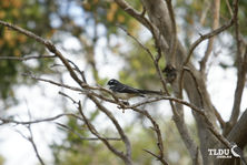 Grey Fantail