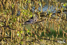 Grey Fantail