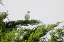 Grey Goshawk