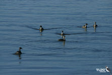 Hoary Headed Grebe