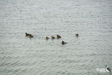 Hoary Headed Grebe