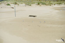 Hooded Plover