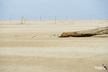 Hooded Plover