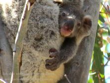 6 month old joey rarely seen at this age as they cling to their mothers belly