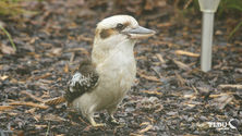 Laughing Kookaburra