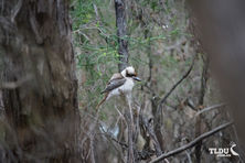 Laughing Kookaburra