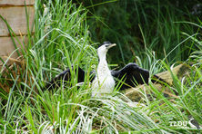 Little Pied Cormorant