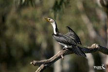 Little Pied Cormorant