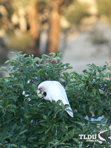 Long billed Corella