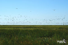 Magpie Goose