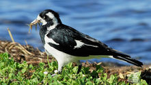 Magpie Lark gathering insects for its young - The Land Down Under