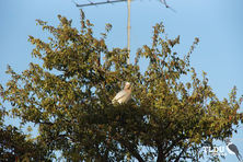 Major Mitchell Cockatoo