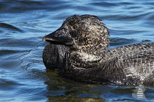 Male Musk Duck - Australia - The Land Down Under