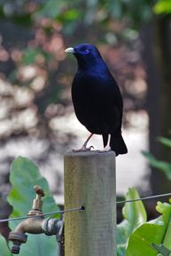 Male Satin Bowerbird