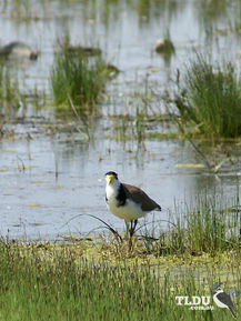 Masked Lapwing