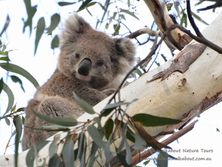 Female Koala - part of the attraction of Echidna Walkabout Nature Tours