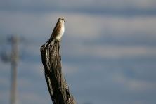 Nankeen Kestrel