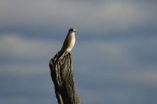 Nankeen Kestrel