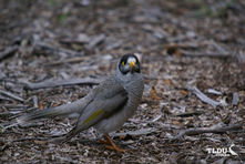 Noisy Miner