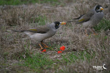 Noisy Miner