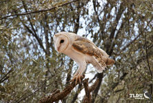 Pacific Barn Owl