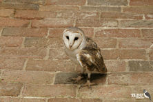 Pacific Barn Owl