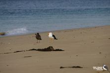 Pacific Gull