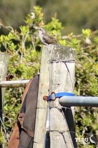 Pallid Cuckoo