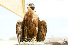 Peregrine Falcon