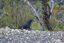 Pied Currawong