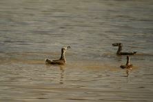 Pink Eared Duck