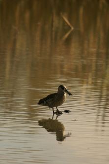 Pink Eared Duck