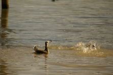 Pink Eared Duck