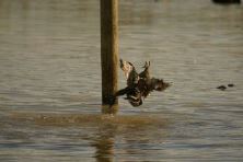 Pink Eared Duck