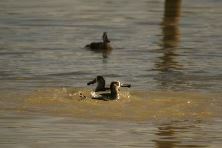 Pink Eared Duck