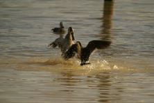 Pink Eared Duck