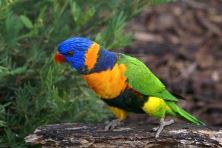 Rainbow Lorikeet