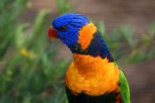 Rainbow Lorikeet