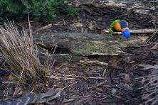 Rainbow Lorikeet