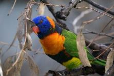 Rainbow Lorikeet