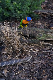 Rainbow Lorikeet