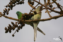 Red rumped Parrot