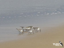 Sanderling