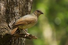 Satin Bowerbird - Female