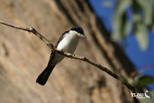 Satin Flycatcher