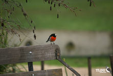 Scarlet Robin