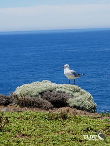 Silver Gull