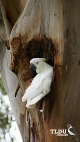 Sulphur crested Cockatoo