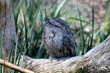 Tawny Frogmouth